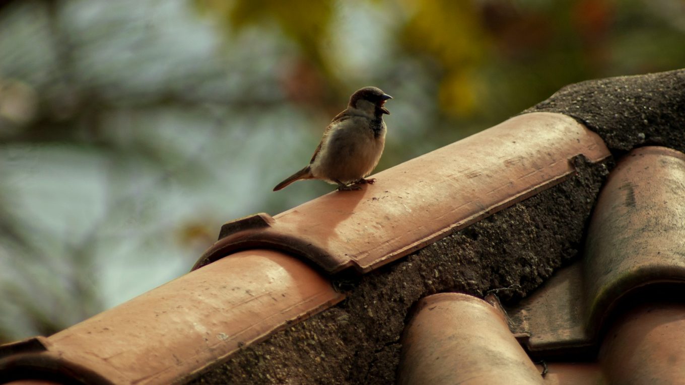 black and gray bird standing on house roof