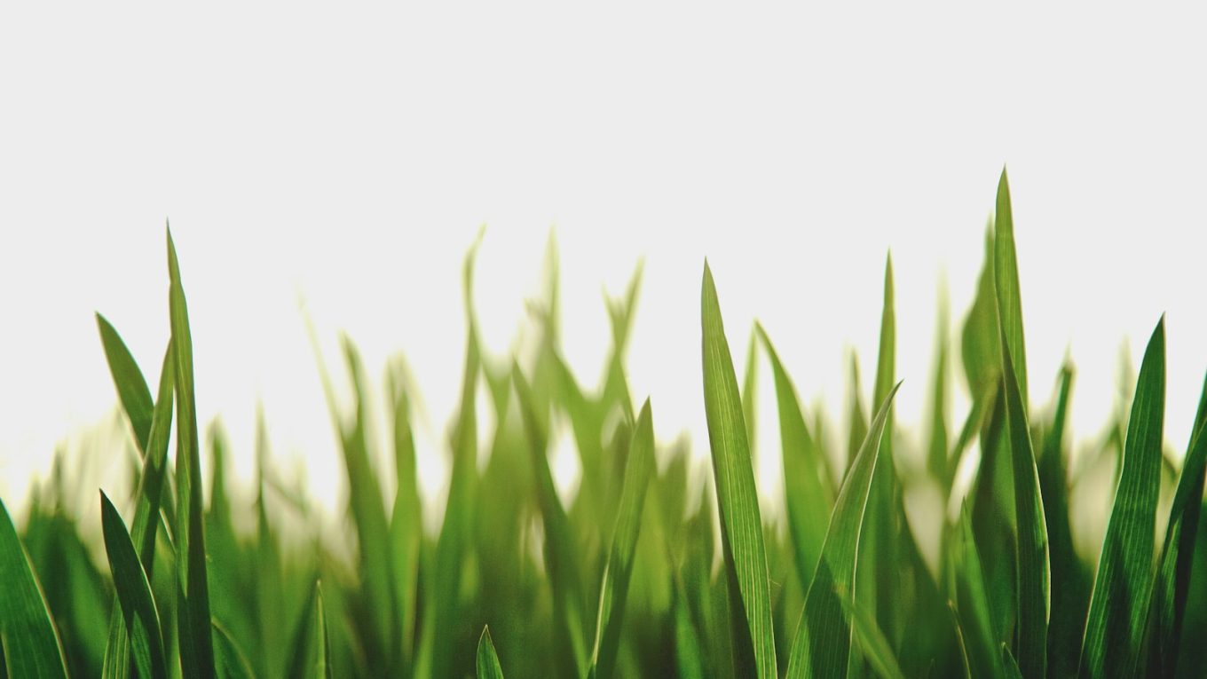 closeup photography of green grassfield