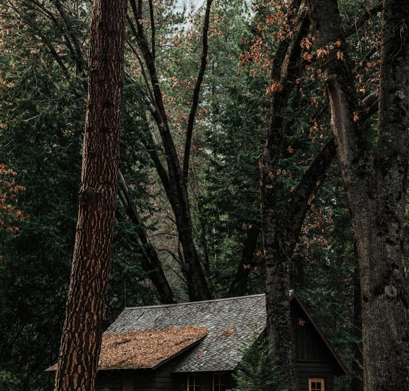 gray wooden house surrounded by trees